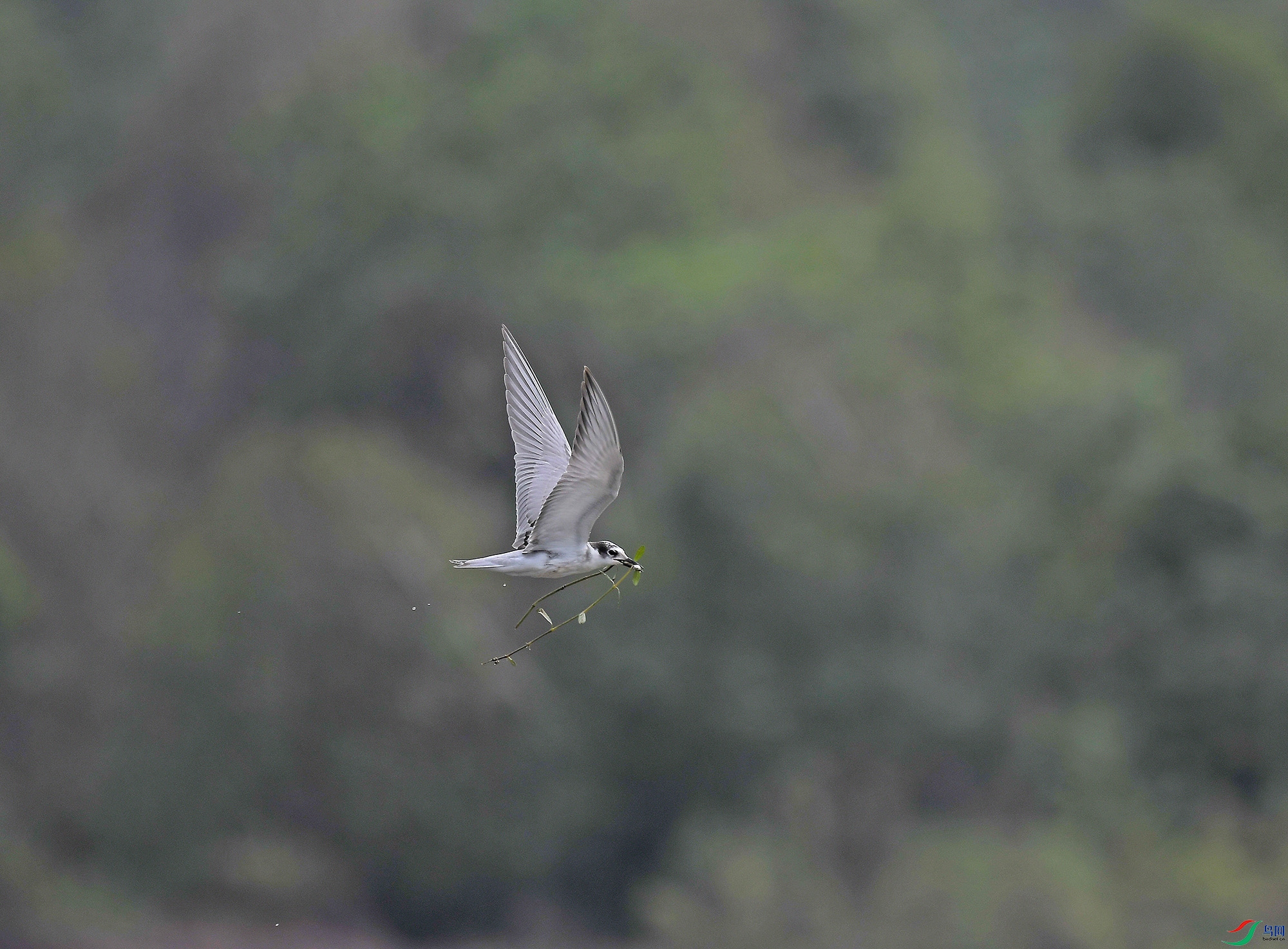 DSC_3732.JPG