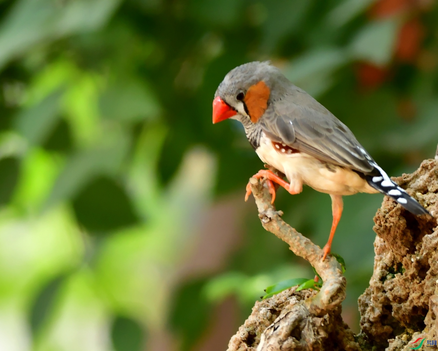 DSC_4617_conew1.jpg