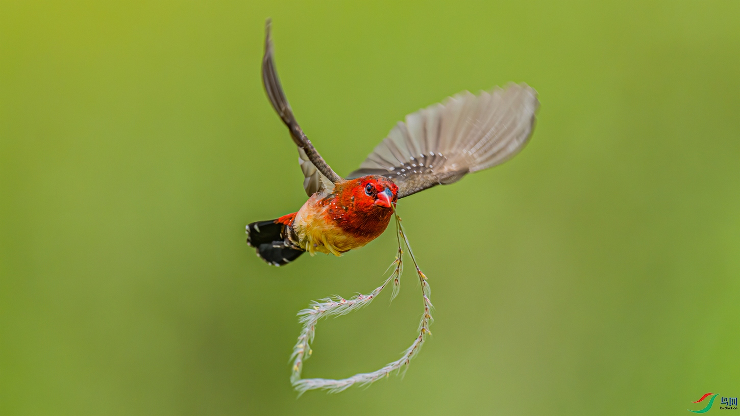 �ɻ�����