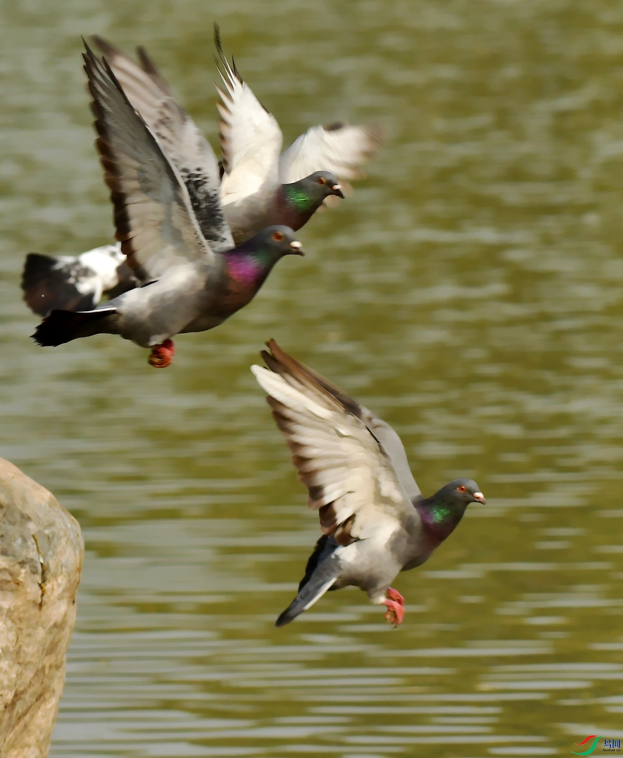 DSC_0034_conew1.jpg