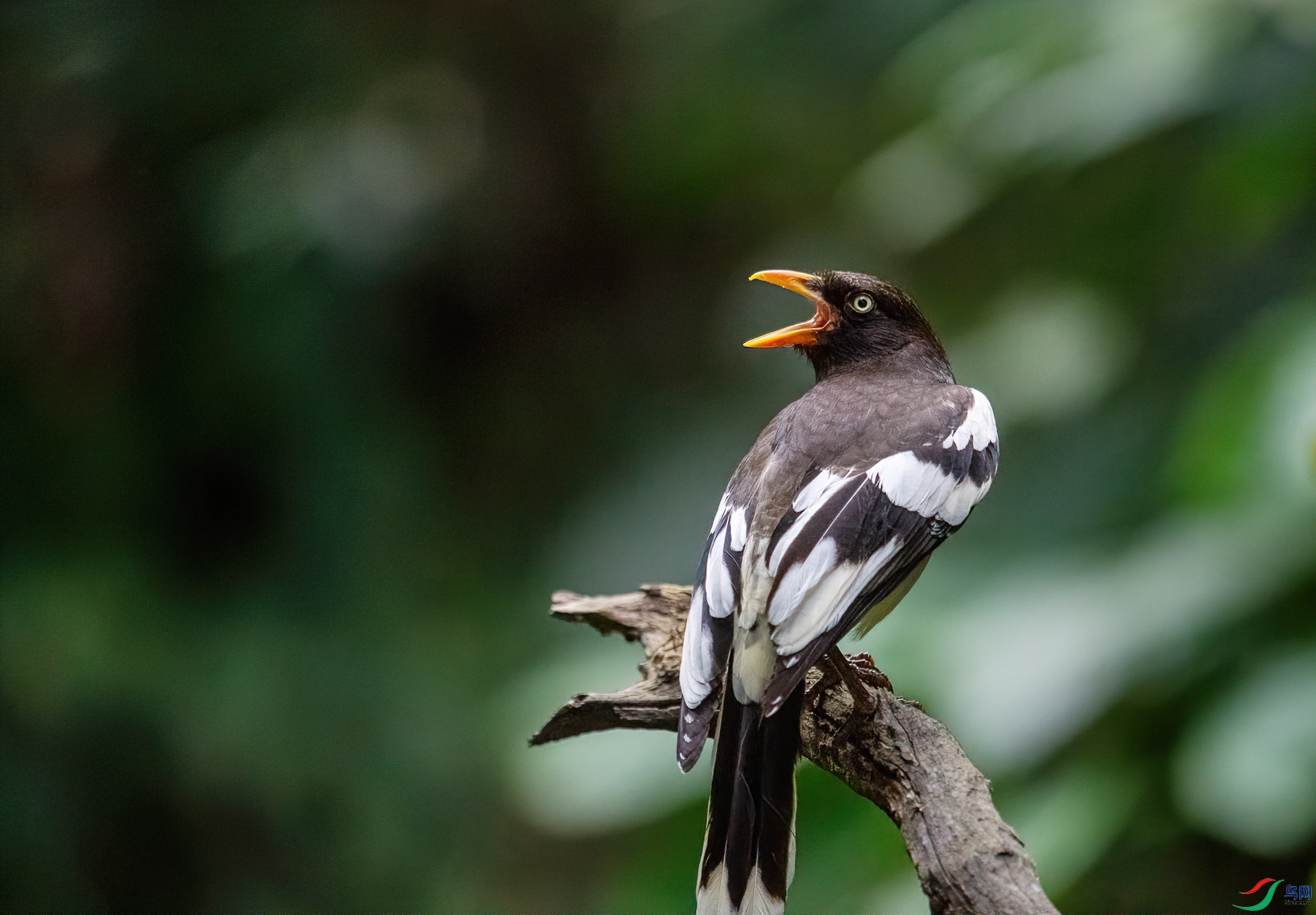 DSC_2229-1.jpg