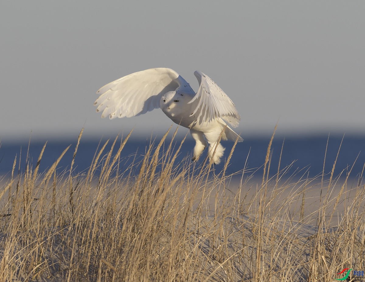 _DSC4133 - ����.JPG