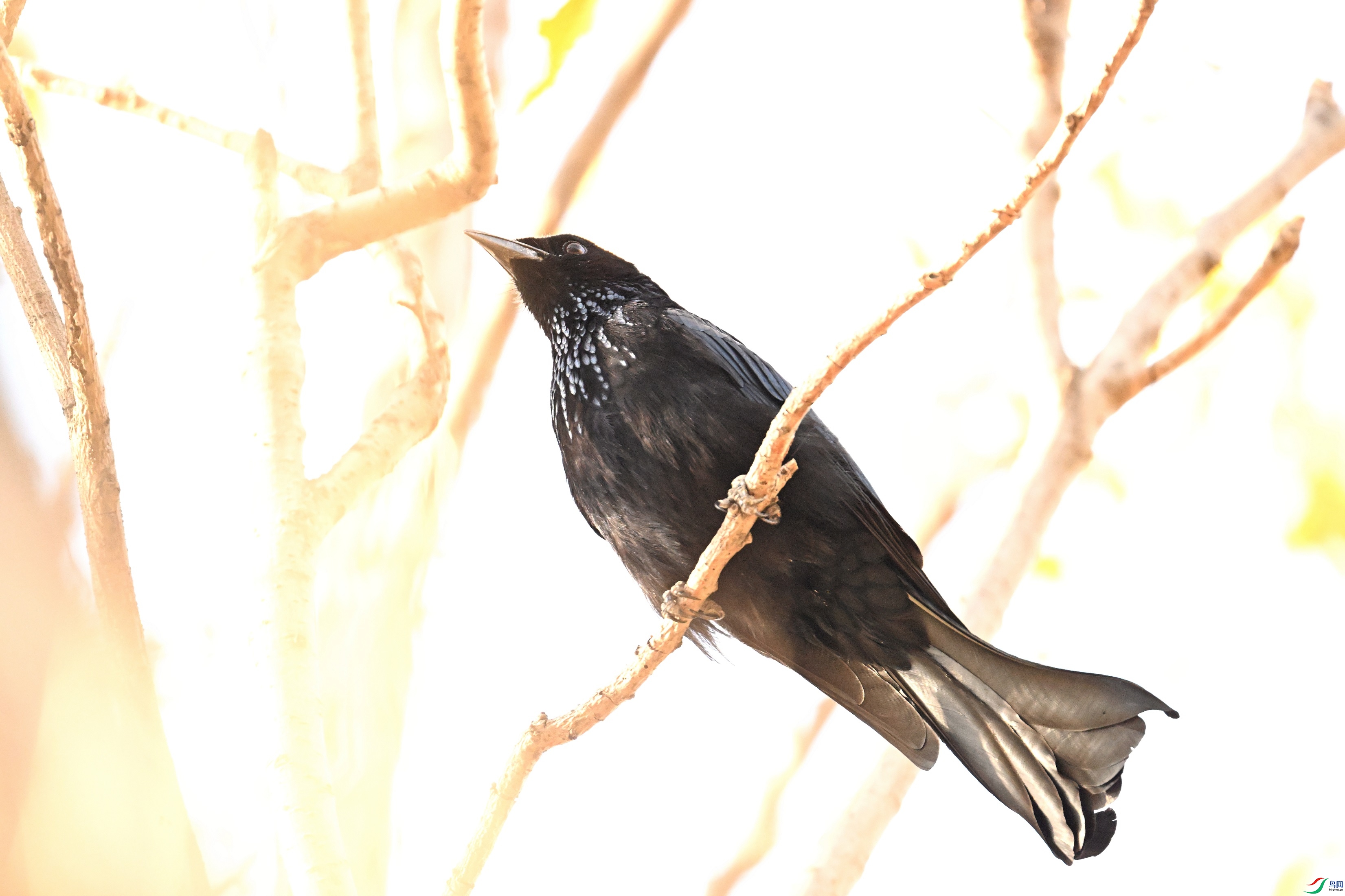 DSC_8137.JPG