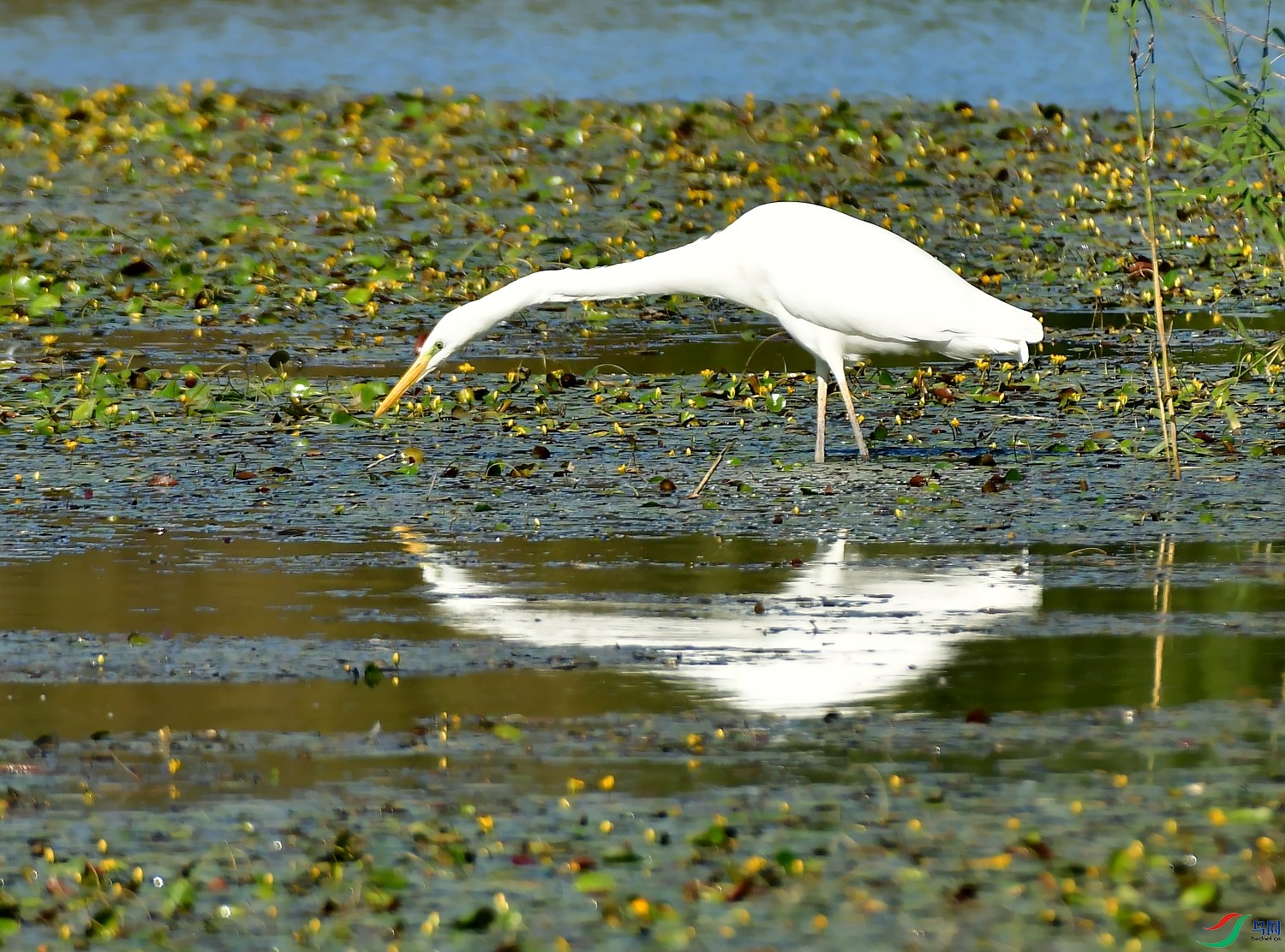 DSC_5376_conew1.jpg