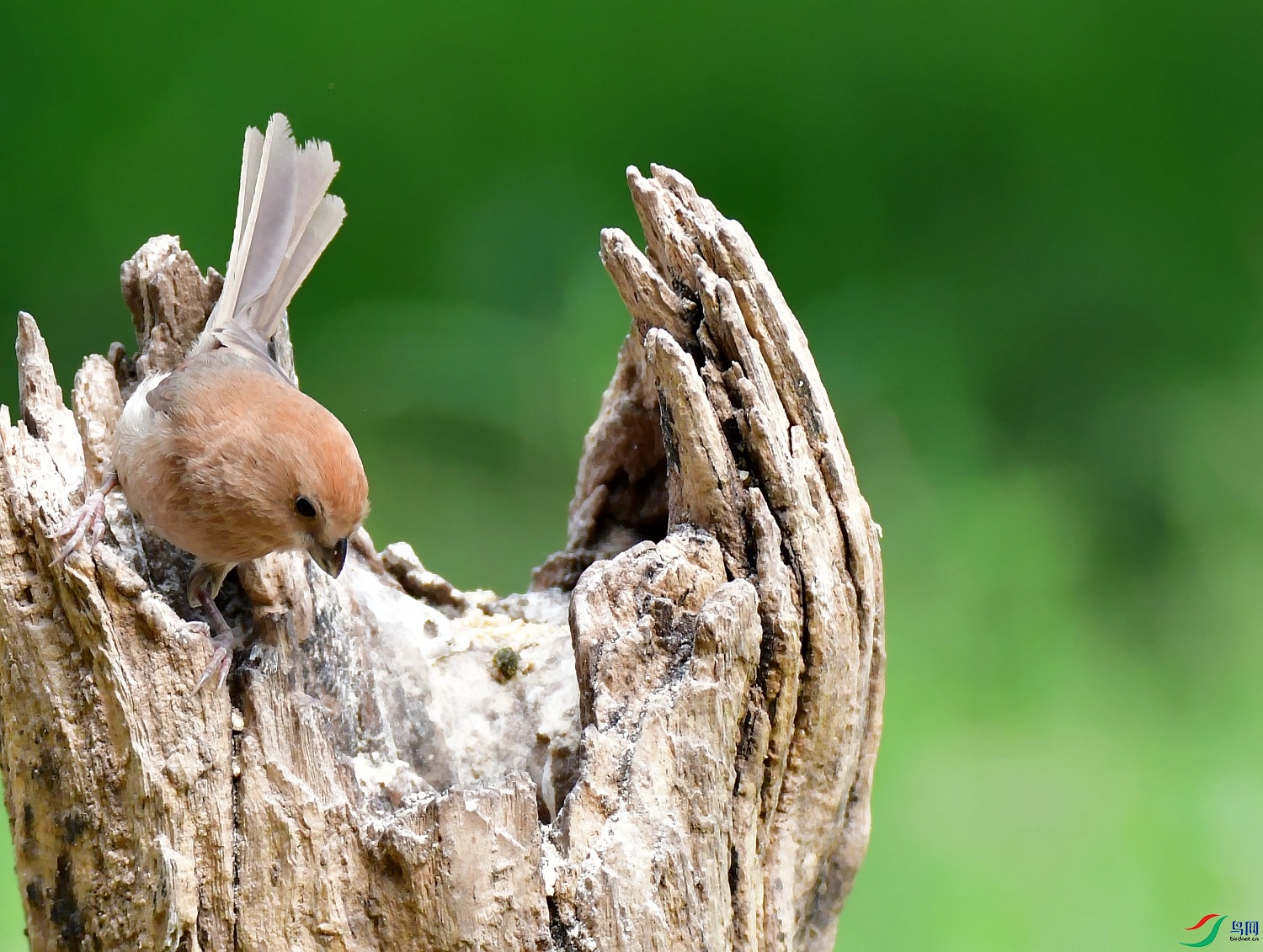 DSC_6429_conew1.jpg
