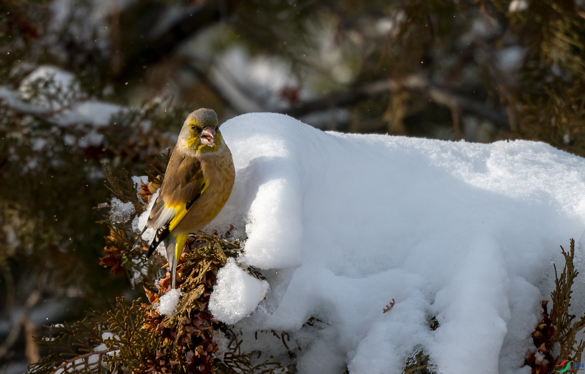 ��ѩ��ʳ