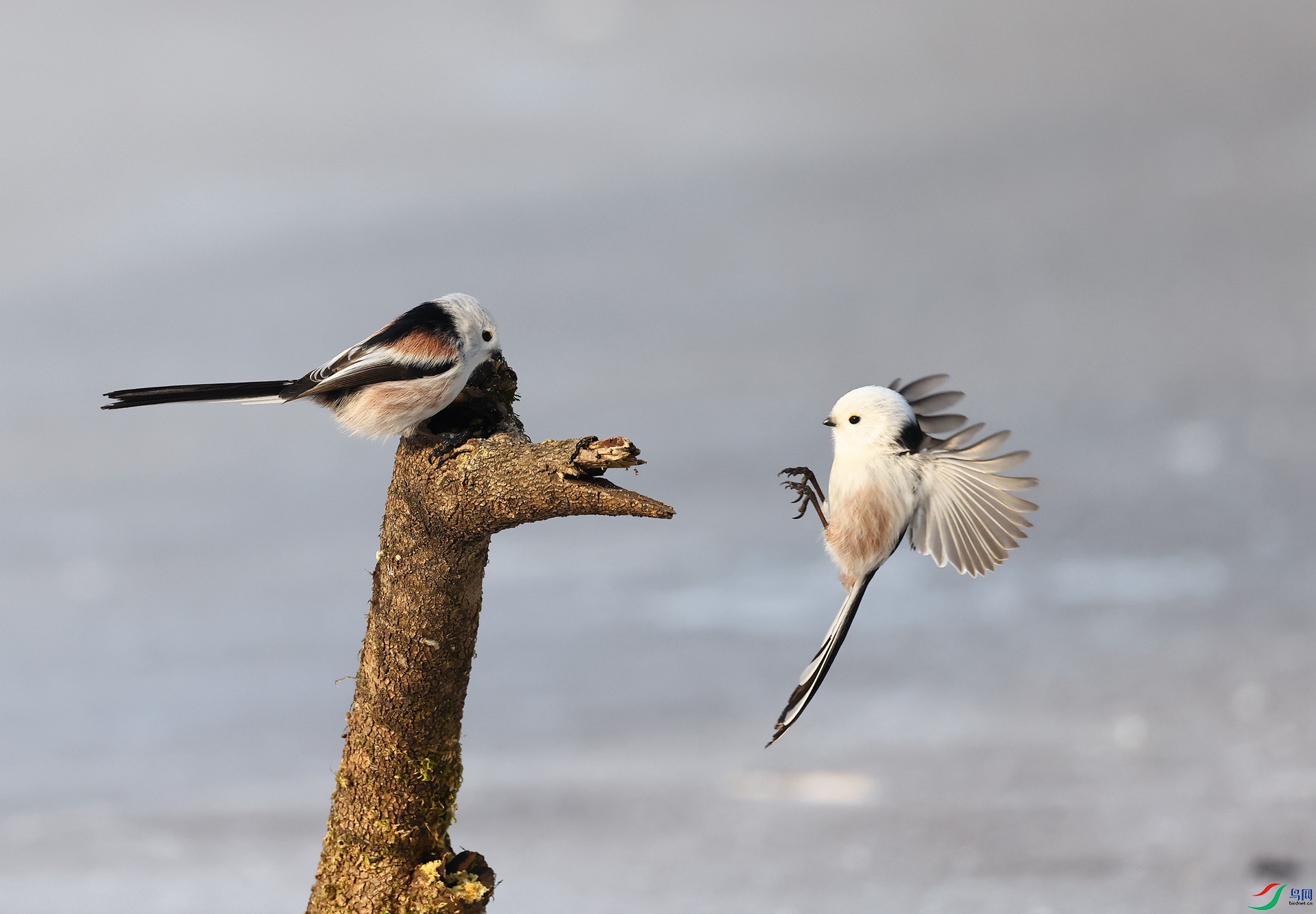��βɽȸ