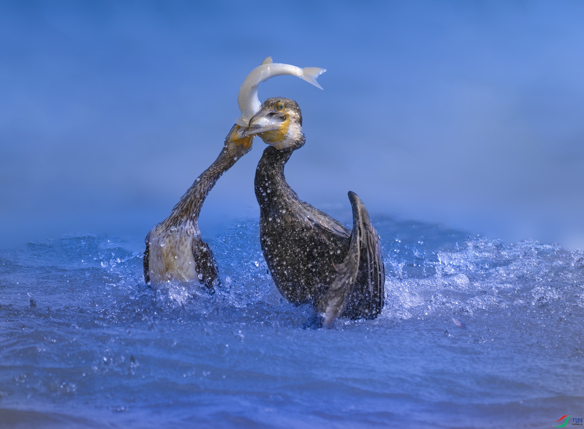 DSC_2183-����ǿ ����4.jpg