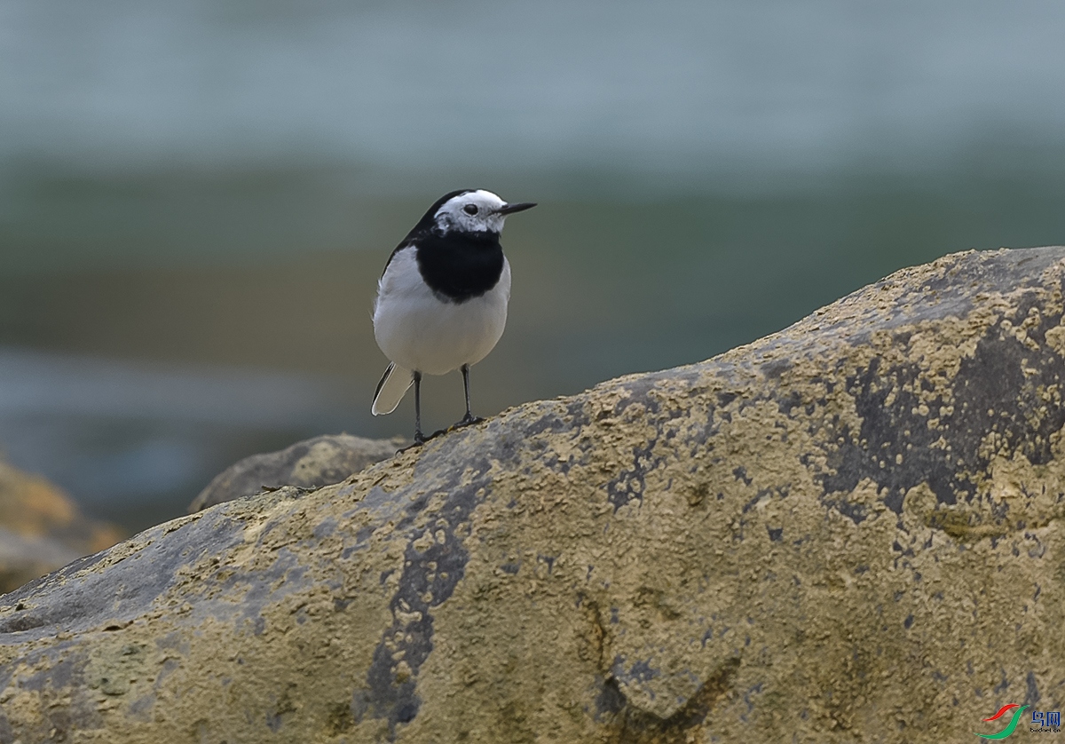 DSC_0783.JPG
