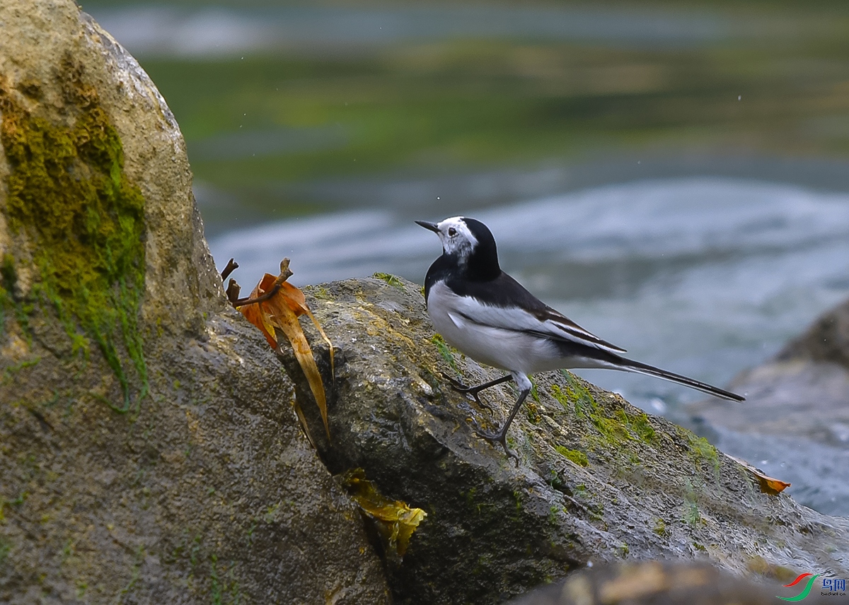 DSC_0753.JPG