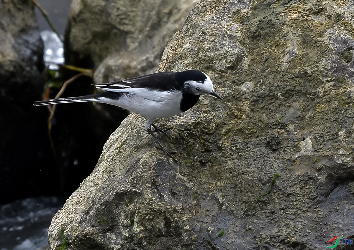 DSC_0749.JPG
