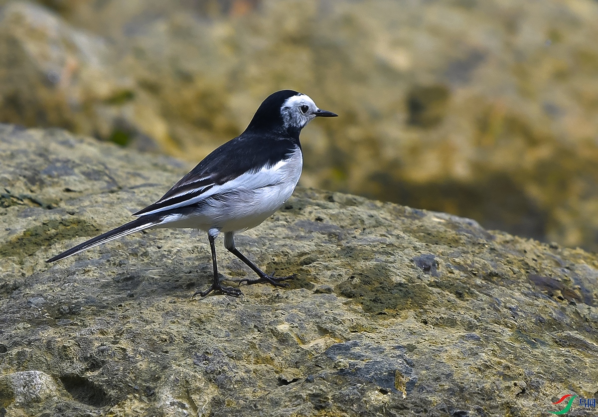 DSC_0767.JPG