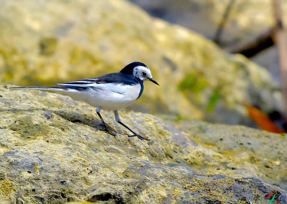 DSC_0771.JPG