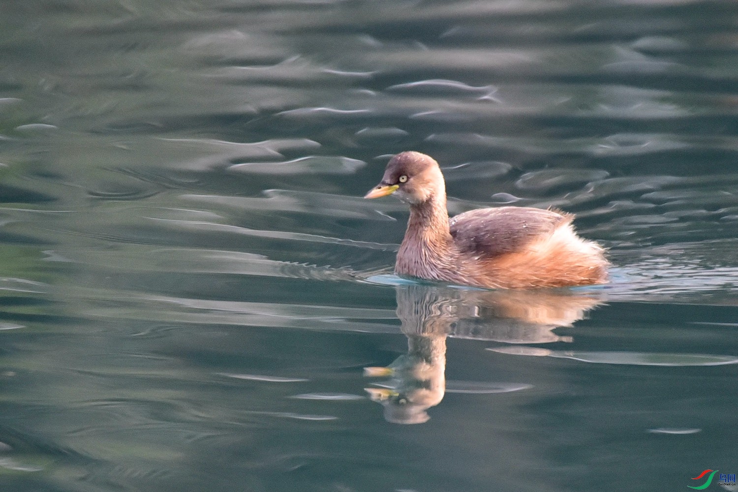 DSC_9303.JPG