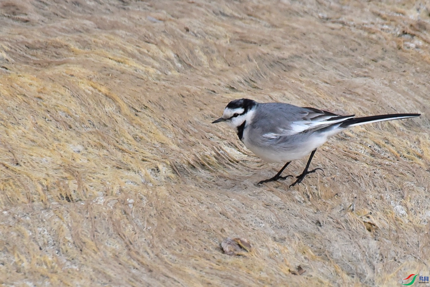 DSC_3538.JPG