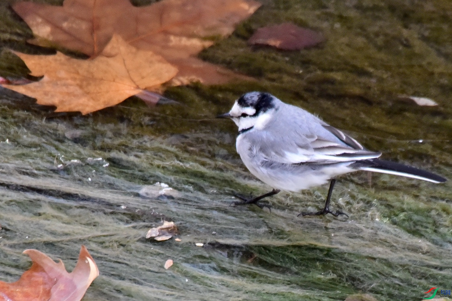 DSC_3571.JPG