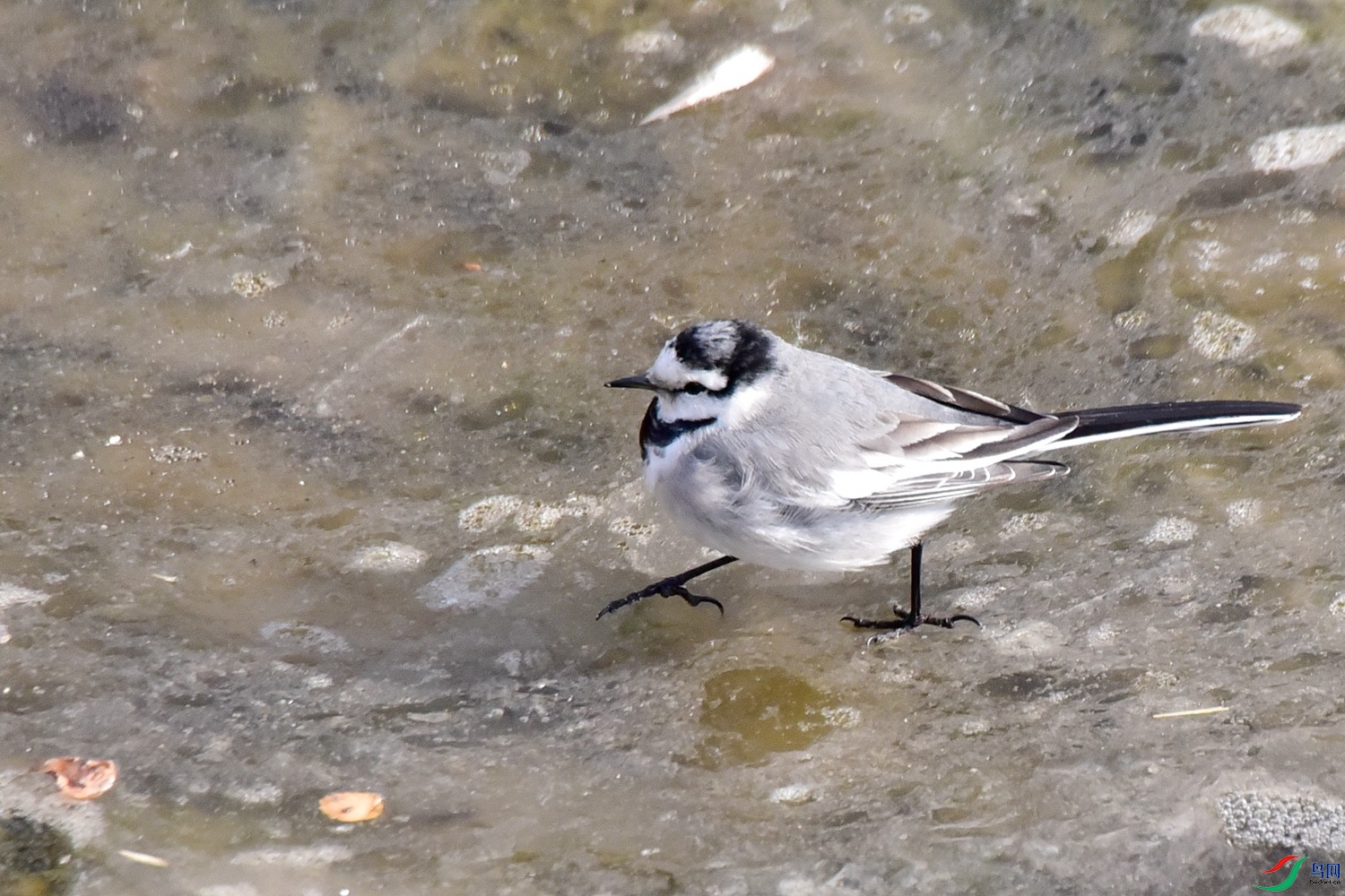 DSC_3606.JPG