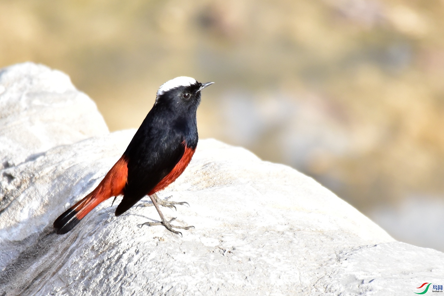 DSC_3747.JPG