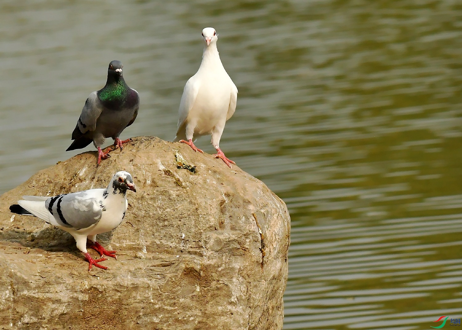 DSC_0041_conew1.jpg