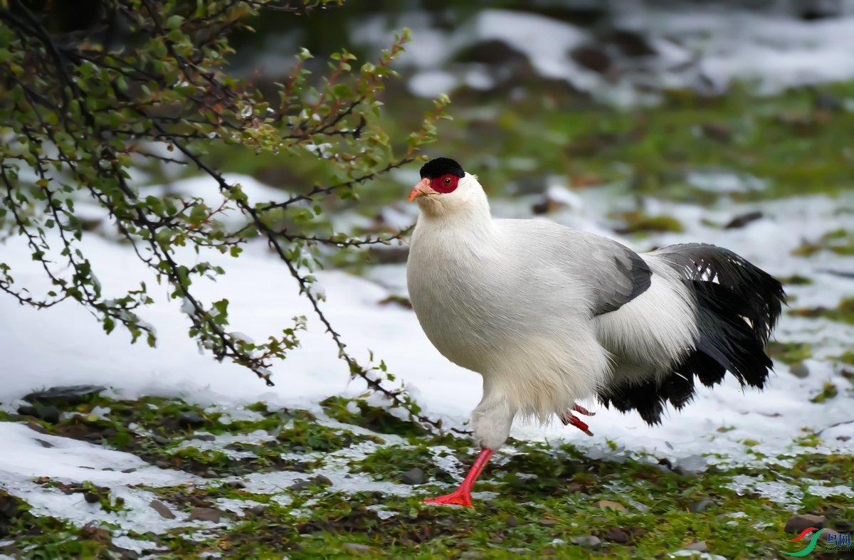 ѩ������