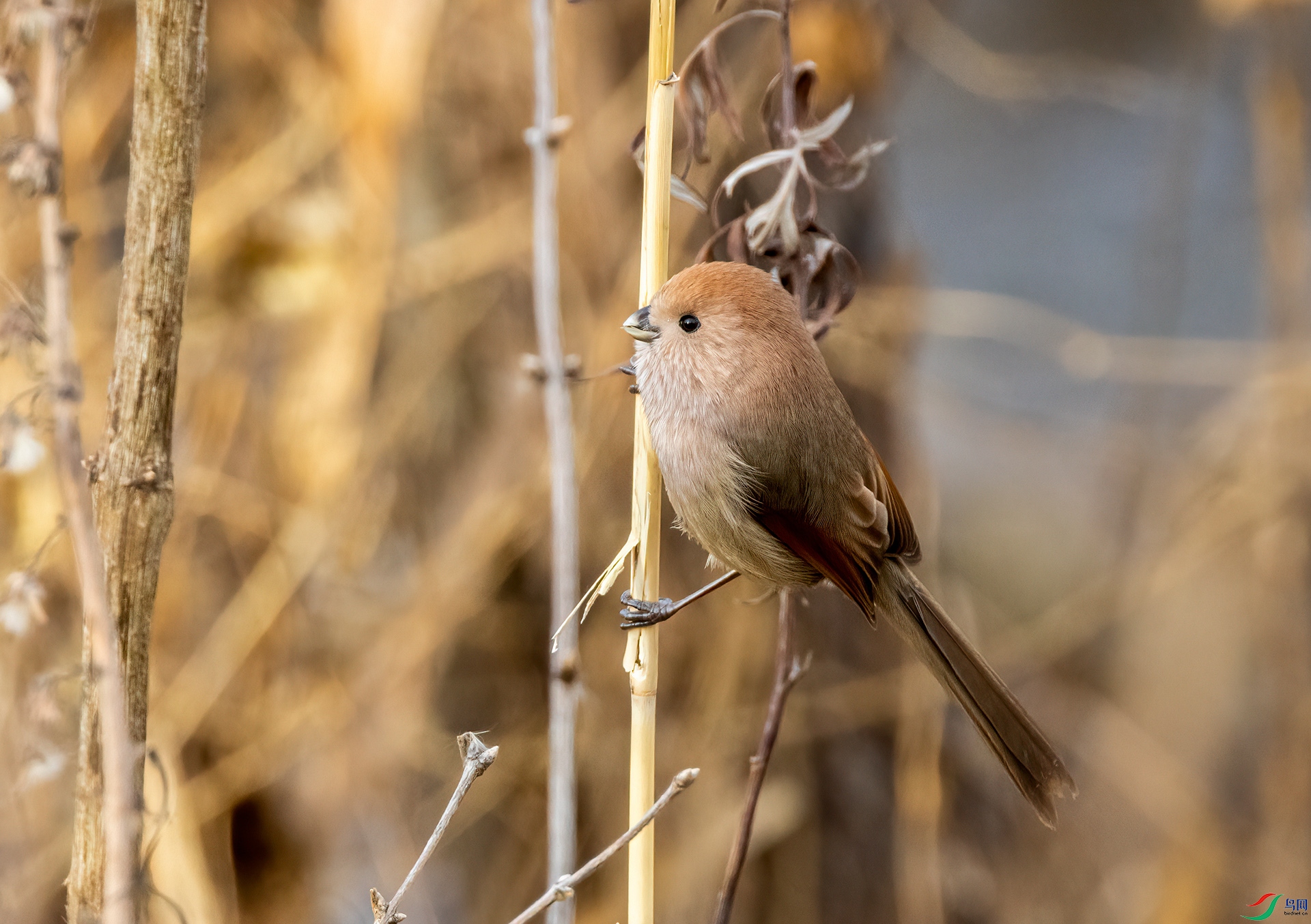 4E9A7656- ����.jpg