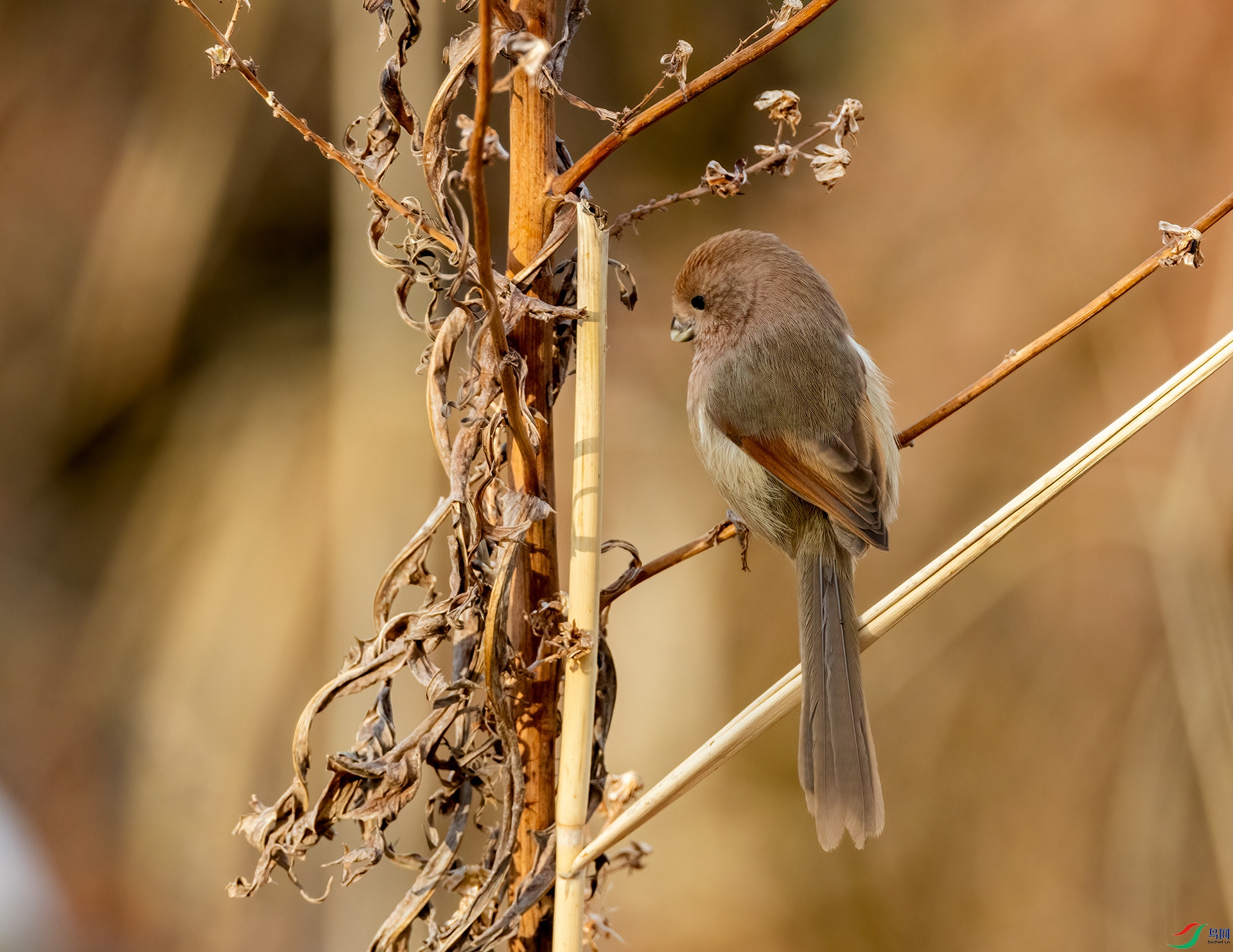 4E9A7665- ����.jpg