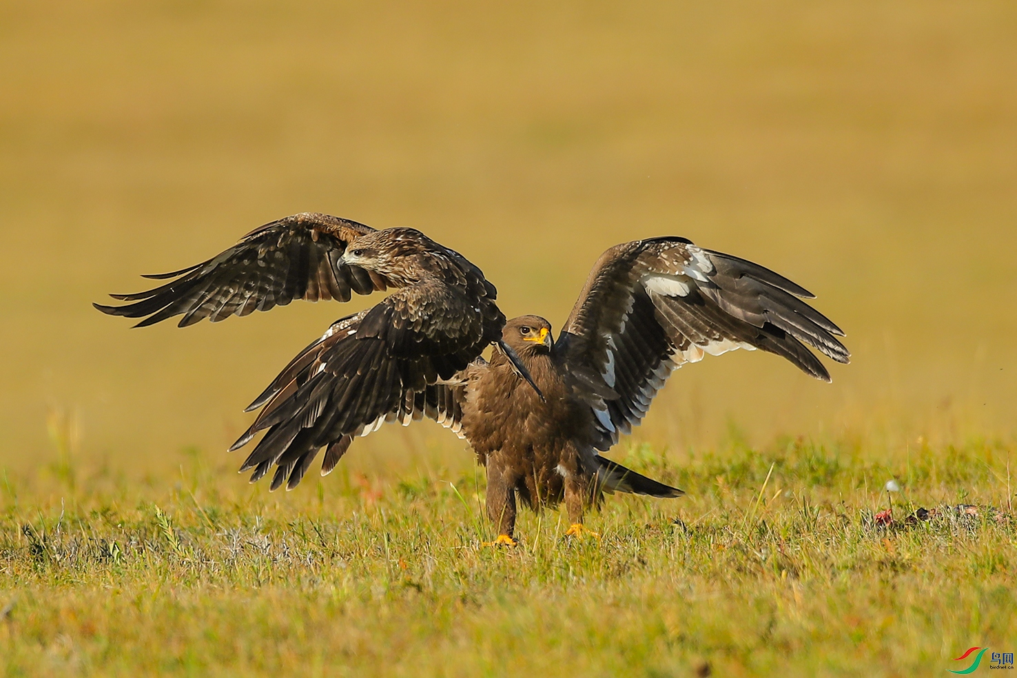 BM3I8543 - ����.JPG