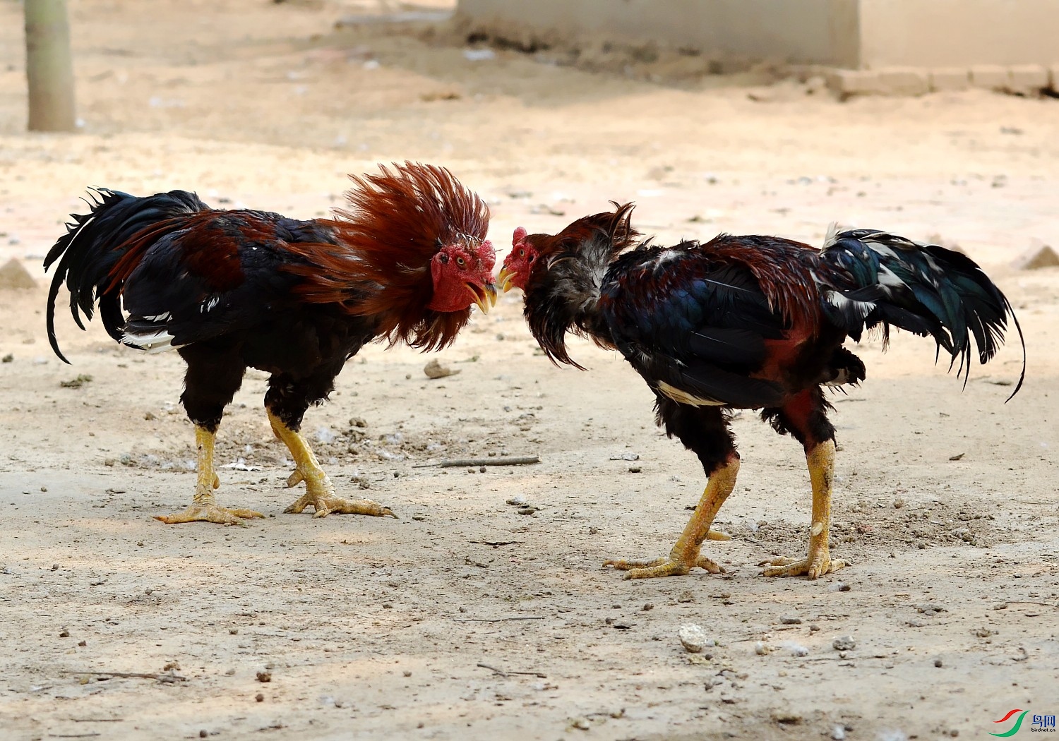 DSC_8858_conew1.jpg
