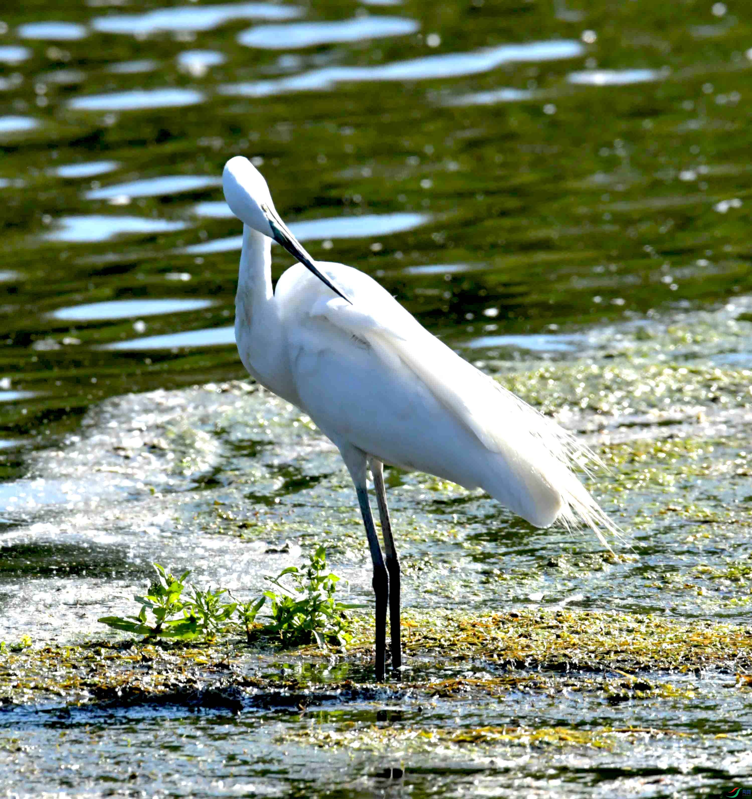DSC_9534.JPG