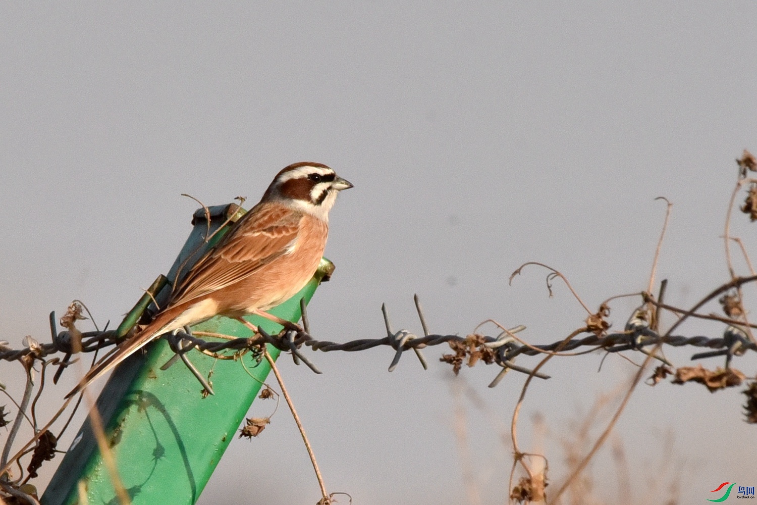 DSC_9124.JPG