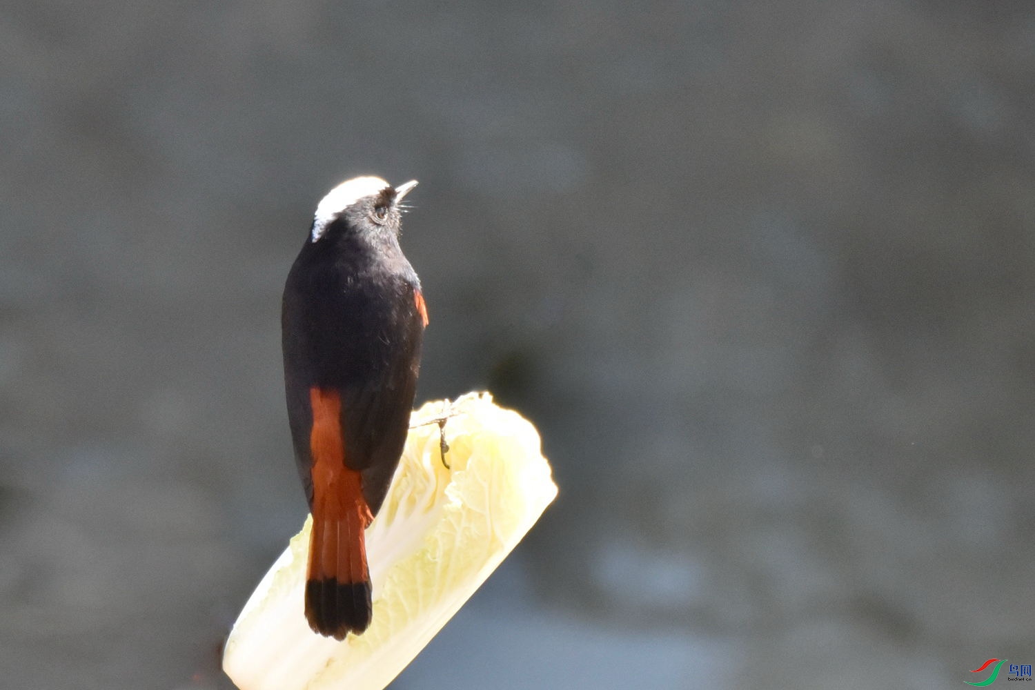 DSC_9264.JPG
