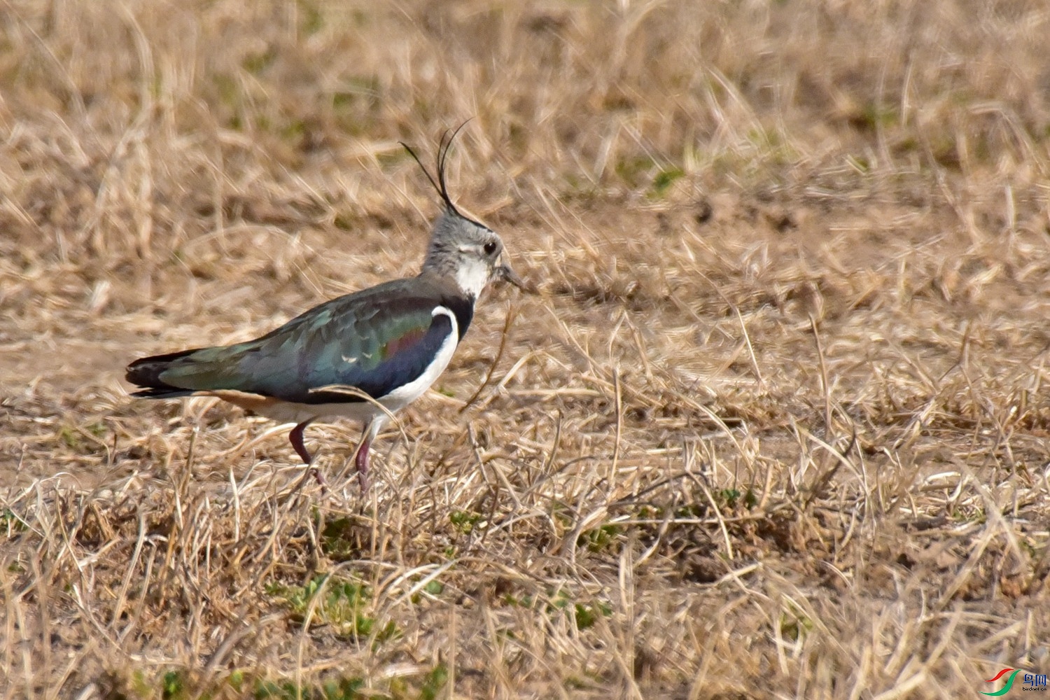 DSC_0542.JPG