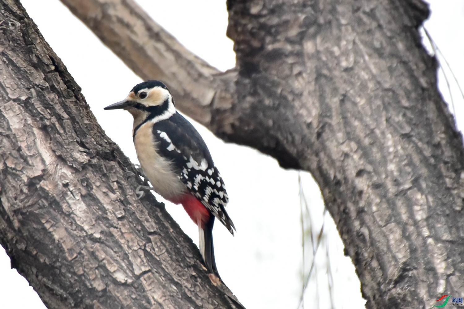 DSC_0834.JPG