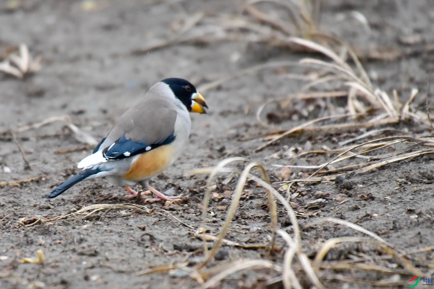 DSC_0949.JPG