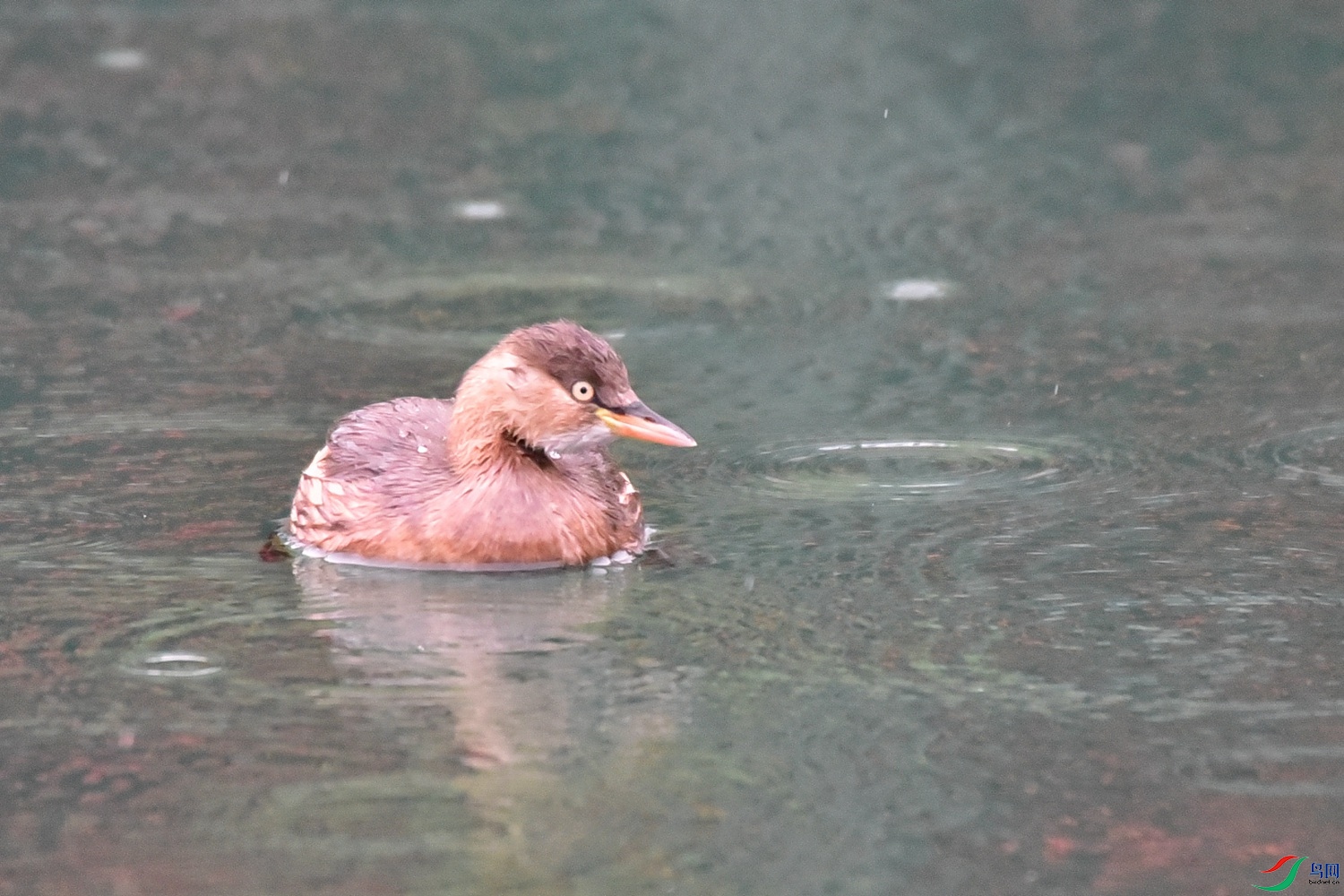 DSC_1063.JPG