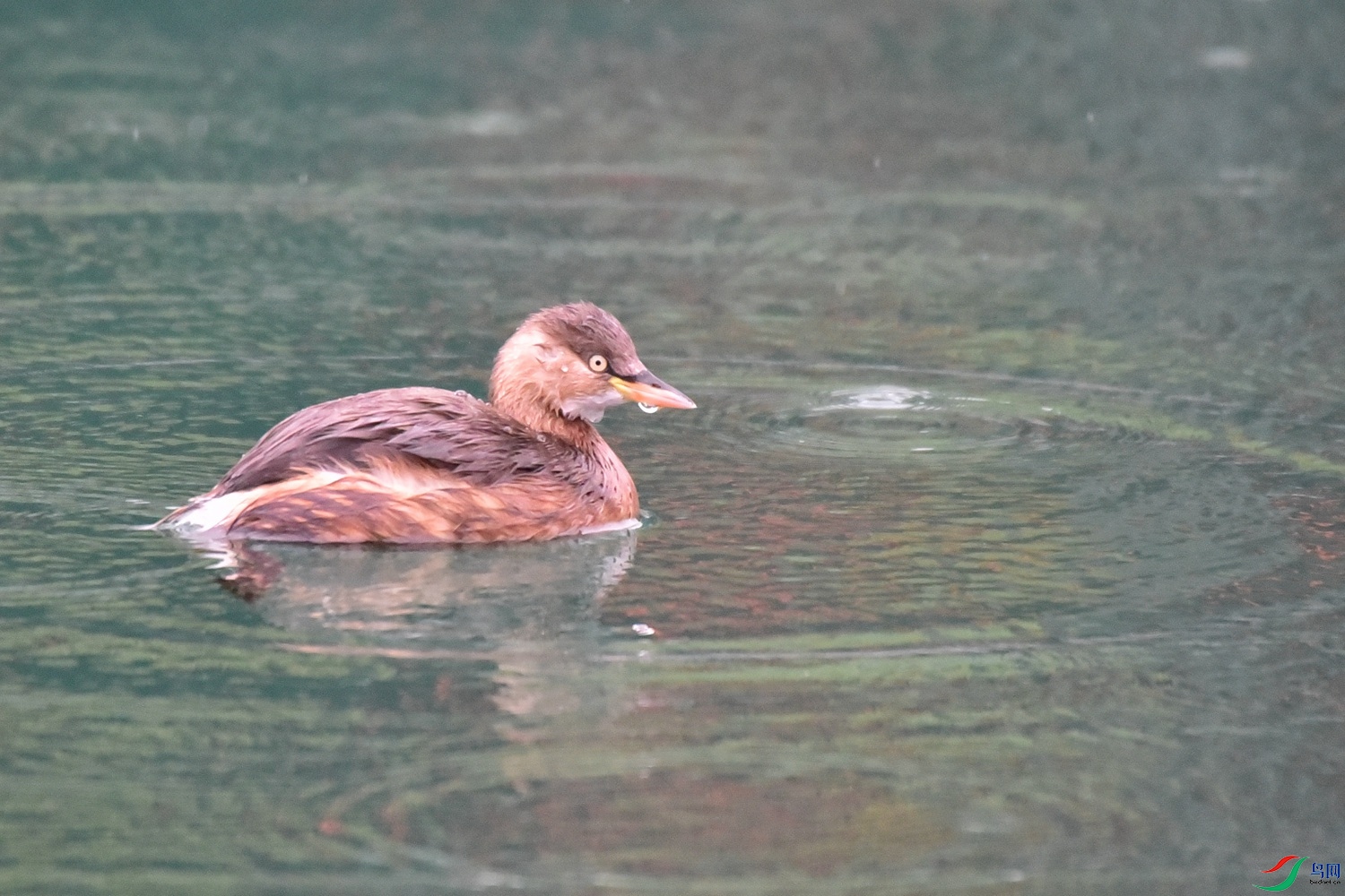 DSC_1081.JPG