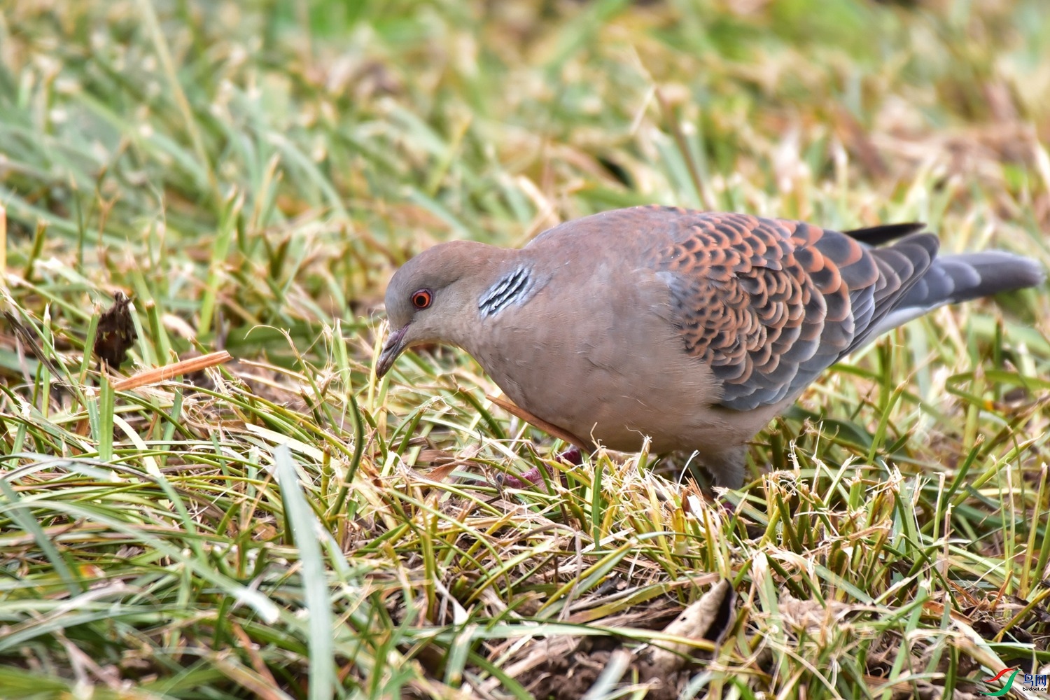 DSC_1459.JPG