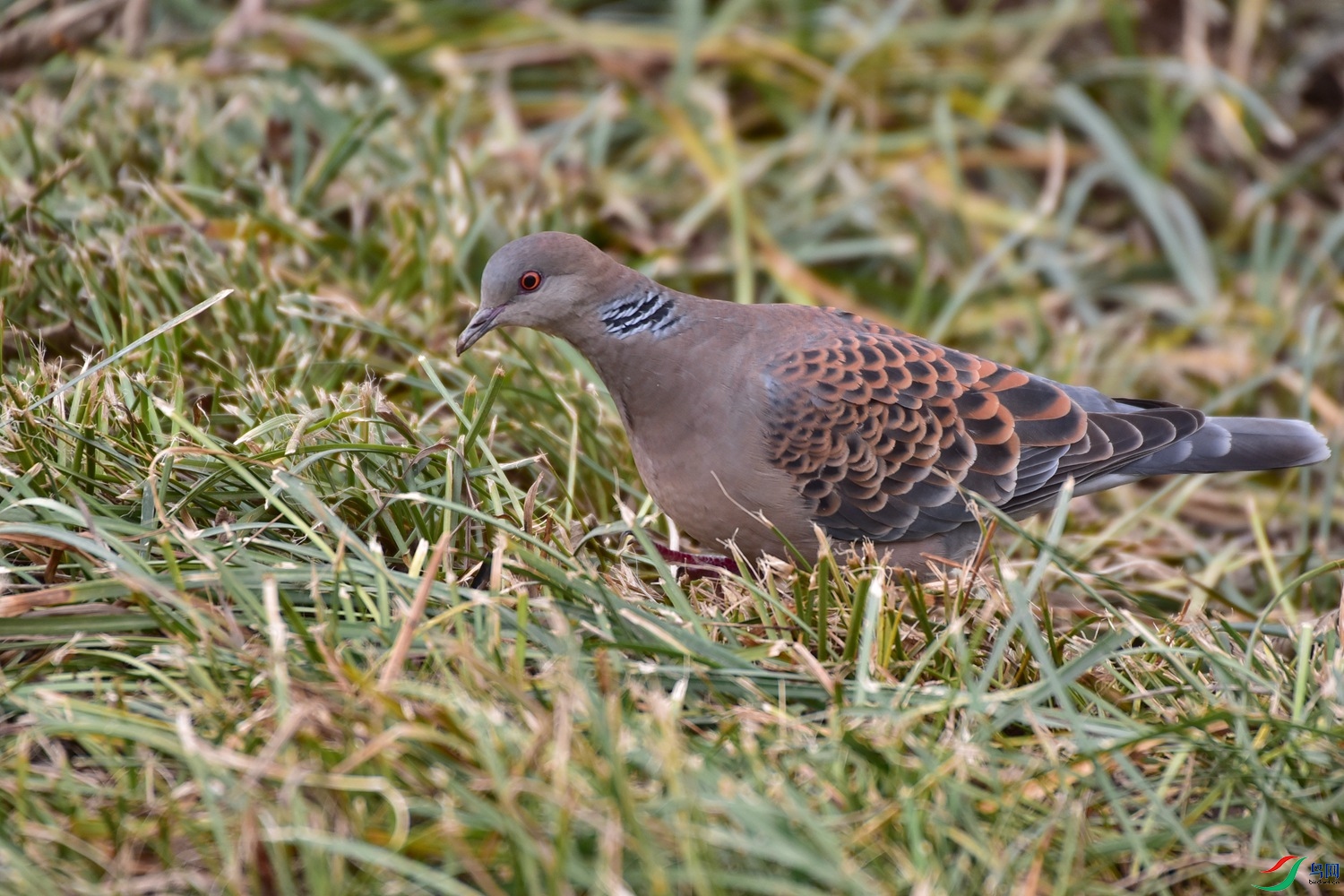 DSC_1409.JPG