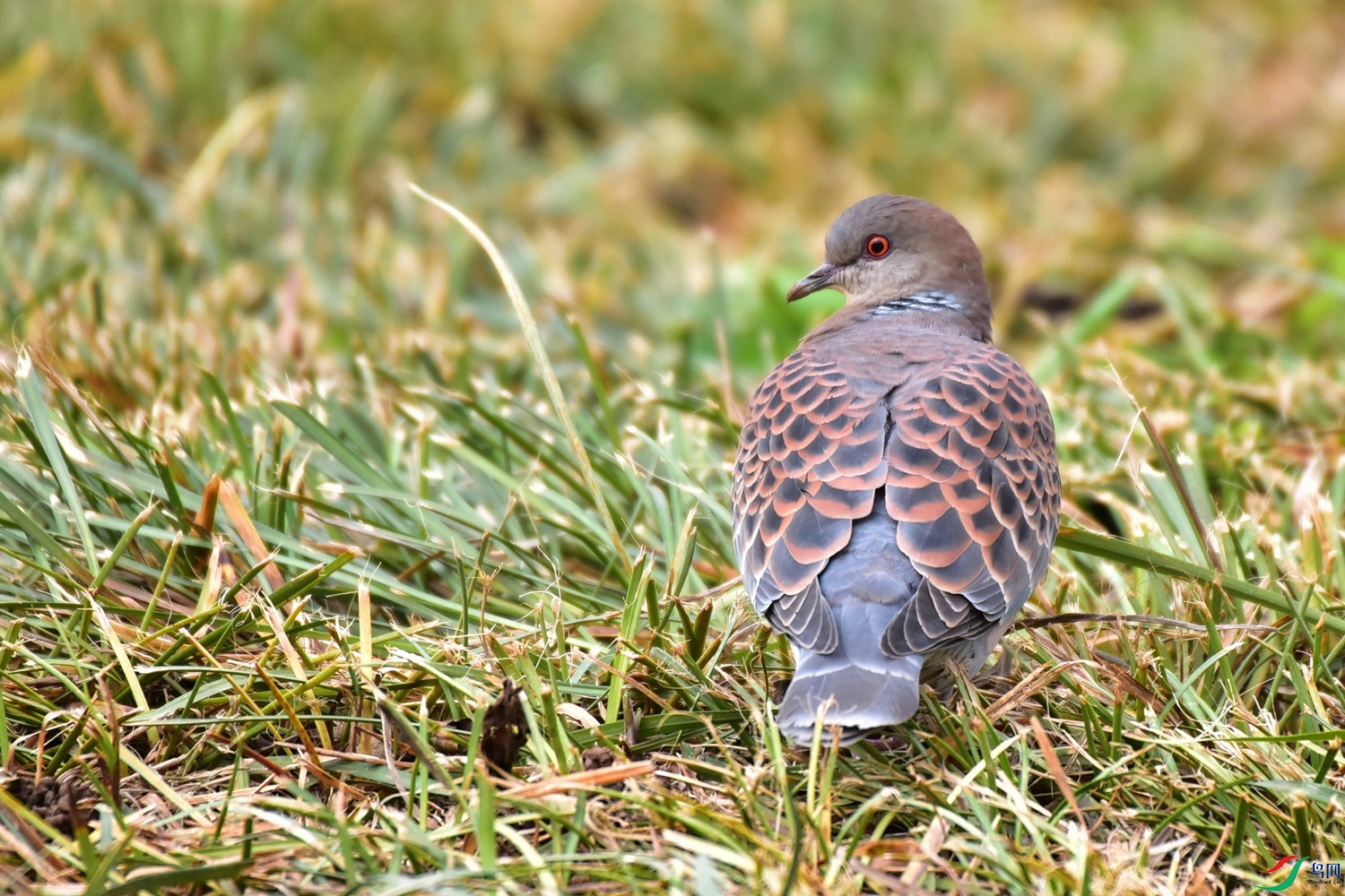 DSC_1475.JPG