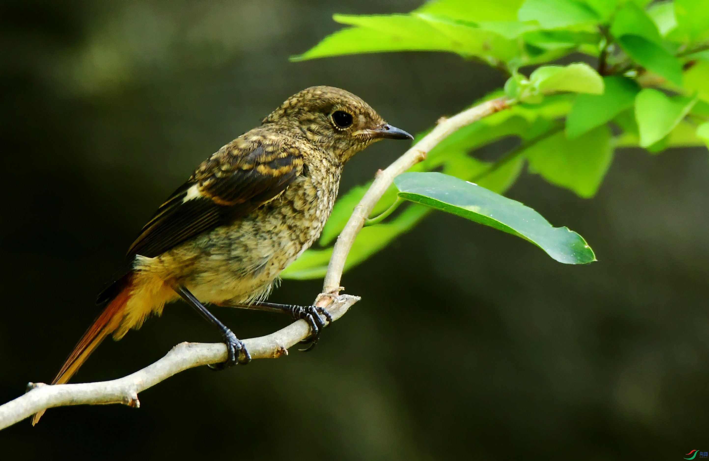 DSC_5046_conew1.jpg