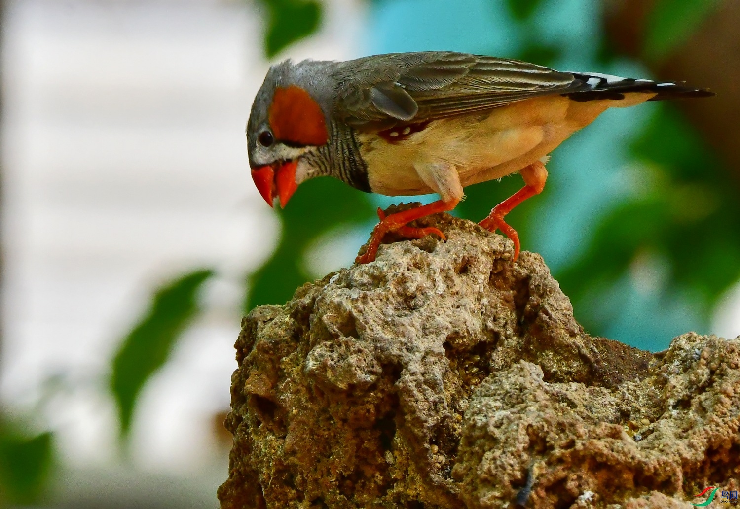 DSC_4630_conew1.jpg