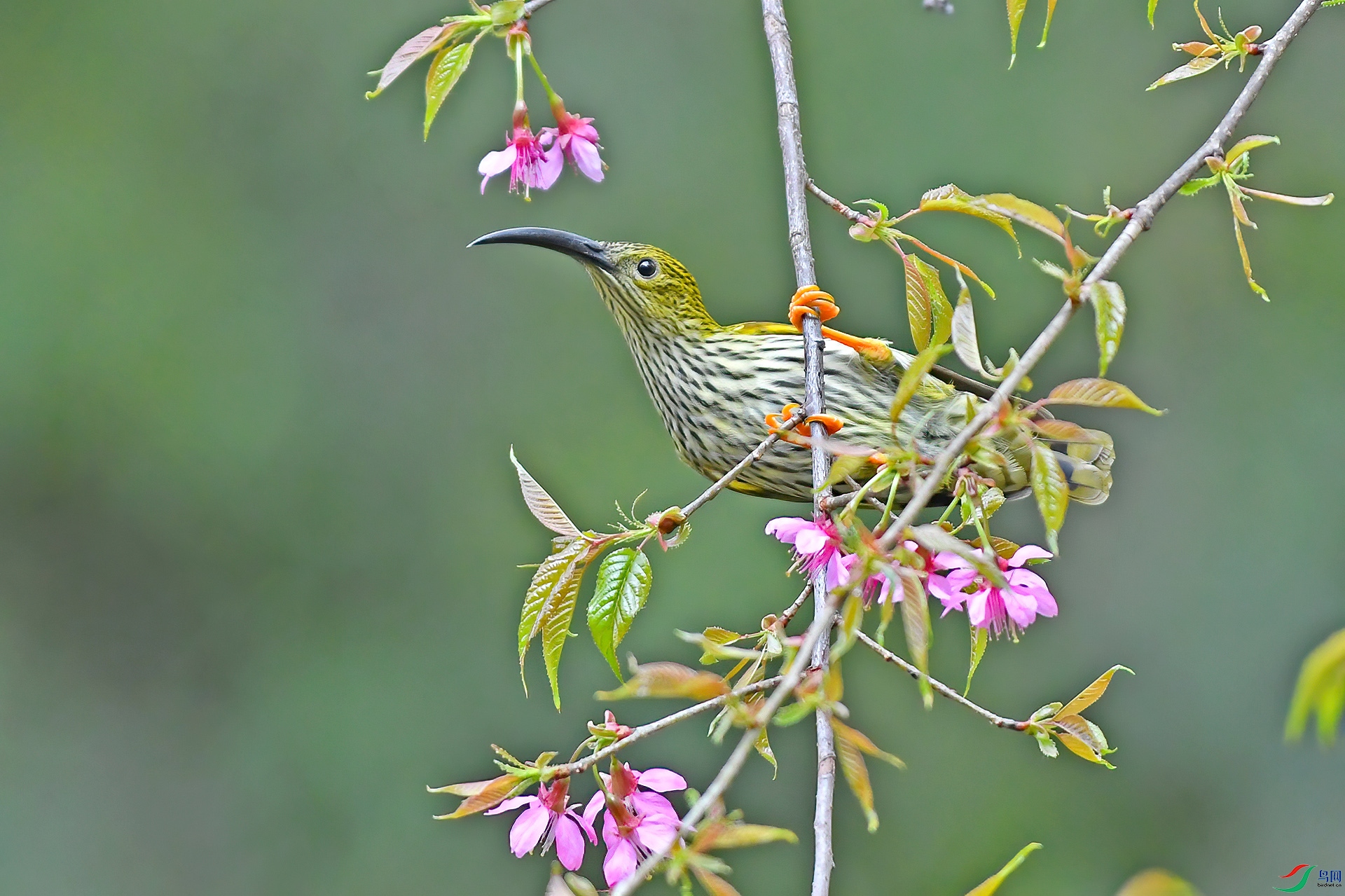 DSC_4911.jpgqqq.jpg