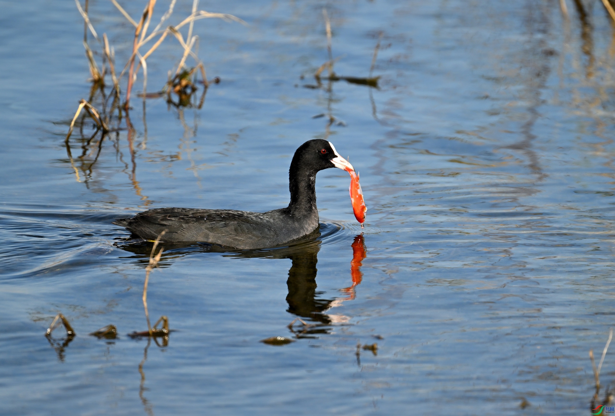DSC_0874.JPG
