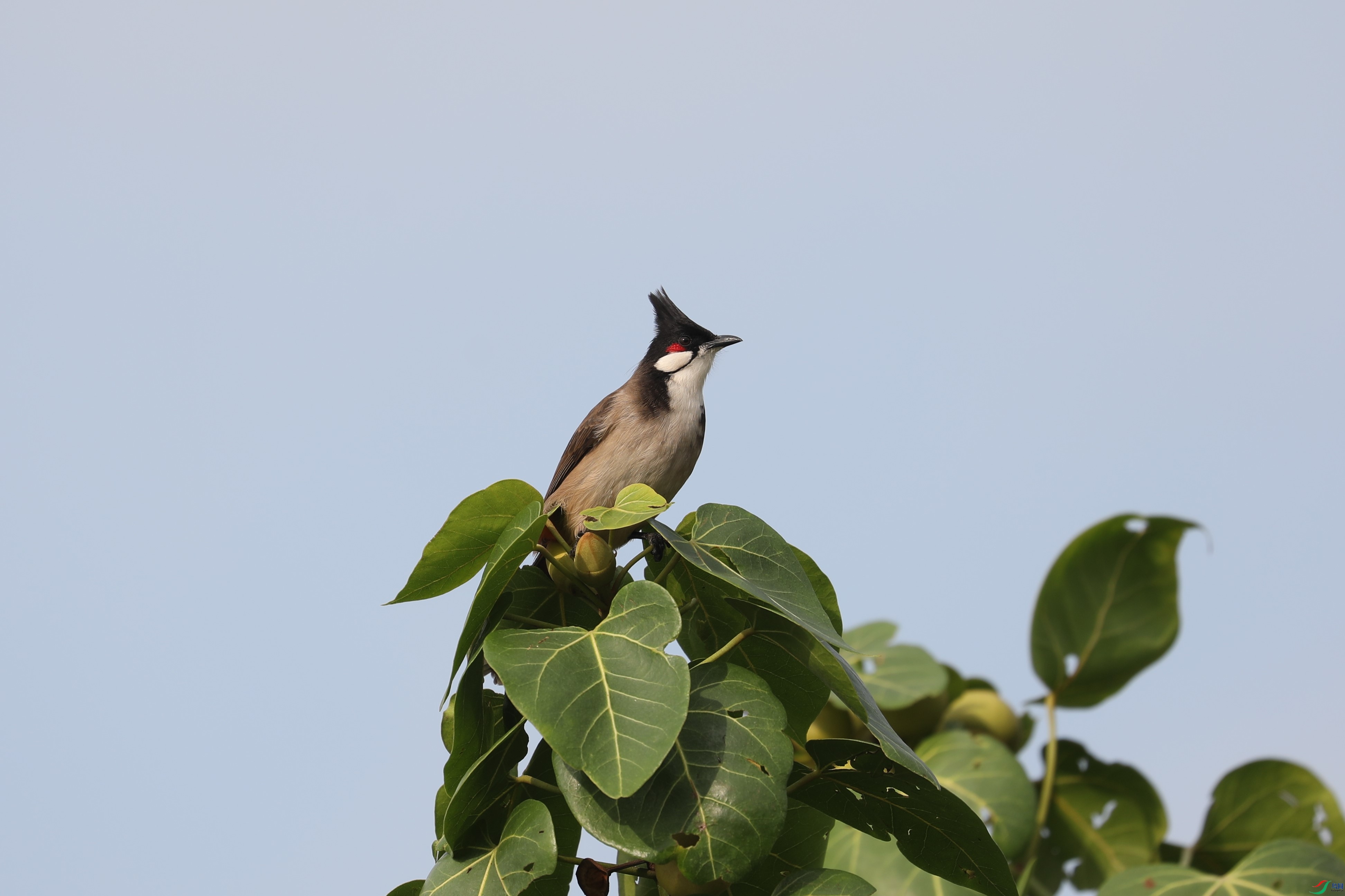 BL7A7387.JPG