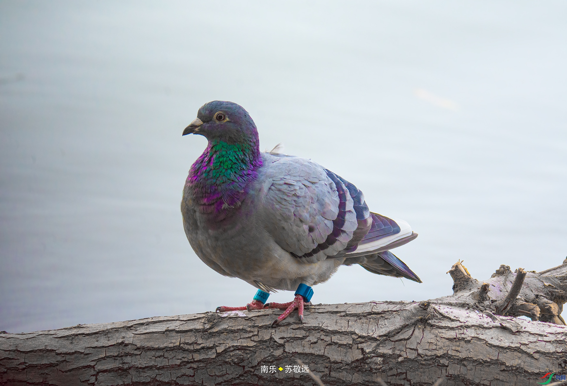 _DSC2788С.jpg