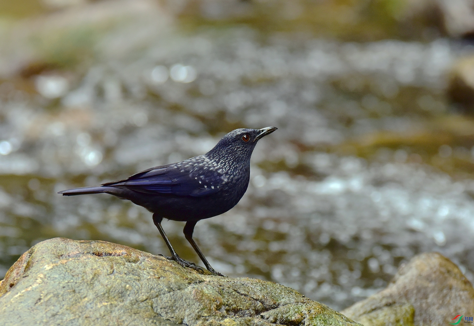 D8I_9653.jpg