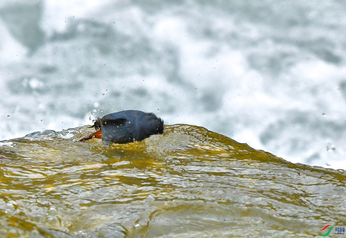 DSC_1312.JPG
