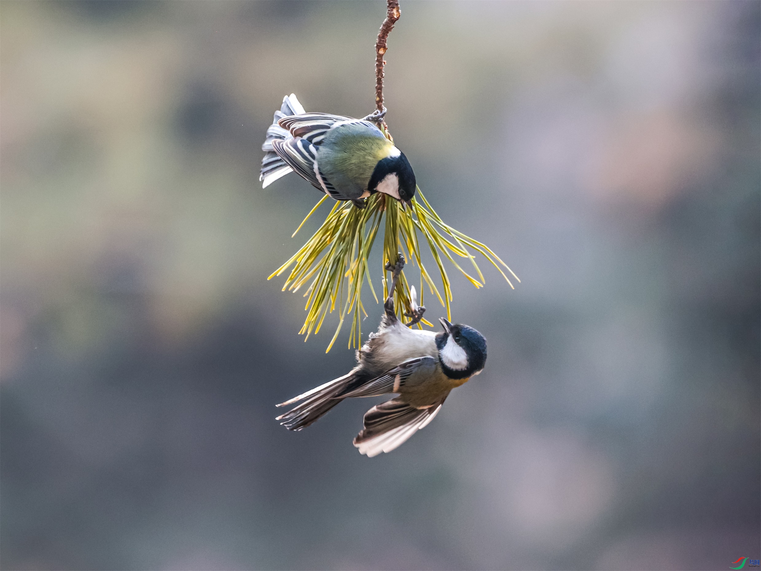 1K3A7550 ����1.jpg