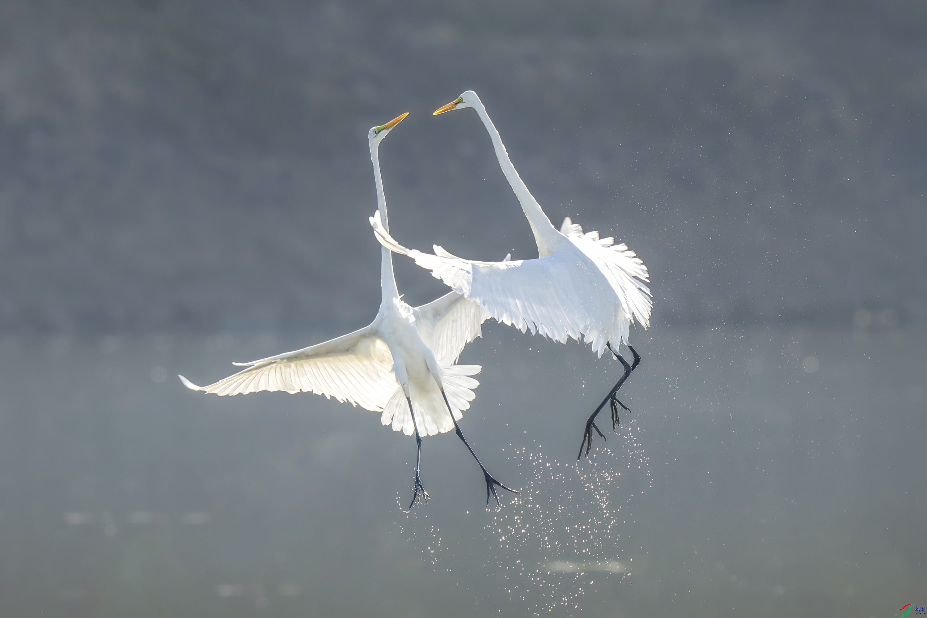 DSC06079 ����.jpg