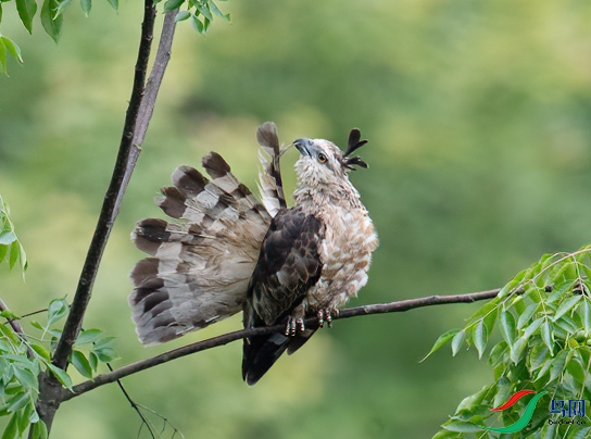 DSC_4575-1.jpg